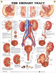 Picture the urinary bladder like a balloon. 45 Everything About The Bladder Ideas Bladder Overactive Bladder Health