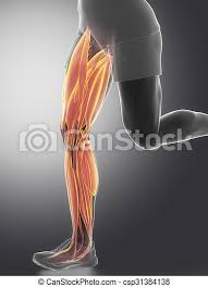 There are several muscle groups in the upper leg anatomy, each of which contains multiple individual muscles. Leg Muscles Human Muscle Anatomy Canstock