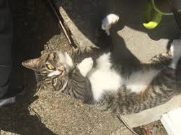 Find your new best friend today. Lost Pets Near Bothell Wa