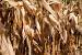 Decorating With Corn Husks