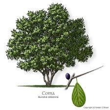 Texas Tree Selector Tree Description Texas Trees Landscaping Plants Trees To Plant