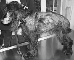 While you might expect a dog with cancer to show signs of illness, many dogs with lymphoma behave normally. Canine Cutaneous Epitheliotropic T Cell Lymphoma A Review Fontaine 2009 Veterinary And Comparative Oncology Wiley Online Library
