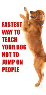 Boost dog's self control · 5 dog's emotion exercise How To Stop A Dog From Jumping On People Dog Training Jumping Dog Dogs