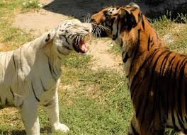 Our porno collection is huge and it's constantly growing. Buin Zoo Transporte Rosales