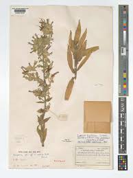 Image result for Cystostemon loveridgei