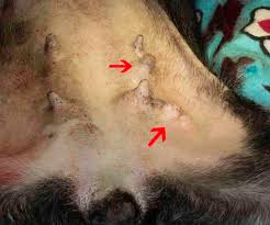 That's more accurate than some. Illnesses Of Intact Pets Part 1 Breast Cancer The Hi Lo