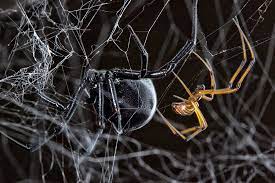 Spider black widow on web. How Does A Male Black Widow Find A Mate Follow The Other Guys The New York Times