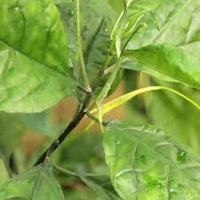 Image result for Dorstenia psilurus