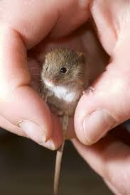 This Bebeh Harvest Mouse Wants A Piece Of The Action And Wants It Now Is That Tailio Ready For Business Or Cute Baby Animals Cute Animals Cute Little Animals