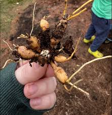 What is the plant growing in my new house?