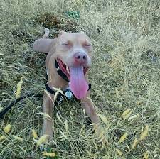 Bu Mu Yasak Irk Ayni Anda 7 Pitbull A Birden Saldiran Kedinin Elinden Zor Kurtuldular Onedio Com