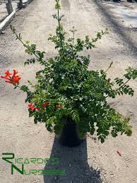 Image result for Tecoma capensis