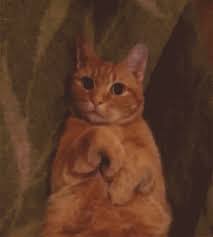 # cat # animals # wink # thank you # korea. Lai Gifs Get The Best Gif On Giphy