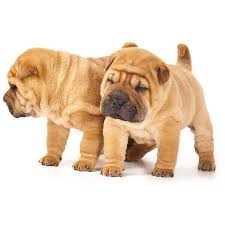 Cat heartworm is a preventable disease. Heartworm In Dogs And Cats Eureka Veterinary Hospital