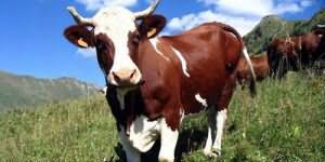 الأبقار حيوانات كبيرة جدا المقدار ويبلغ وزنها الأضخم حجماً منه إلى ما يقارب تسعمئة كيلوغرام في حين تزن الأصغر حجماً منها ما يقارب أربعمئة . Ù…Ø§ Ø£Ø­Ù„Ø§Ù… Ø­Ù„ÙŠØ¨ Ø§Ù„Ø¨Ù‚Ø± Ù‡ÙŠ Ù…Ø§ Ø£Ø­Ù„Ø§Ù… Ø¨Ù‚Ø±Ø©
