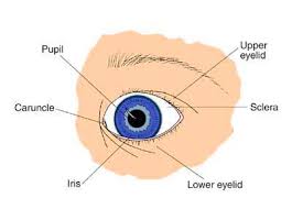 Draw a well labelled diagram of eye. Anatomy Of The Eye Children S Wisconsin