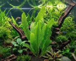 Image result for Aponogeton rehmannii