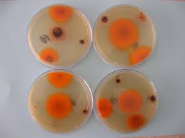 Afpa has a high google pagerank and bad results in. 1 A Photo Of Aspergillus Species Growth In Sorghum On Afpa Media Download Scientific Diagram
