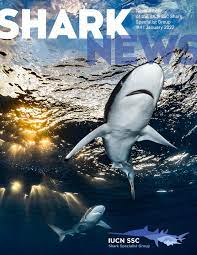 Shark News | Issue 04 | January 2022 by IUCN SSC Shark Specialist Group -  Issuu