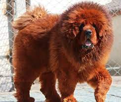Red Tibetan Mastiff Mastiffs Tibetan Mastiff Red Tibetan Mastiff