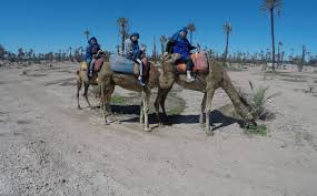 After the camel farewell, you will be taken back to your hotel or gym. Camel Ride Palm Grove Day Out Marrakech