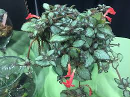 Image result for Episcia reptans