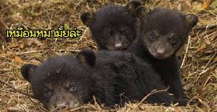 Dfhdf//+be**st++2010 sportsmen 20c coyote camper rv trailer//dfhdfhdfh $1,008 (ash) pic hide this posting restore restore this posting. Dfhdfhdfh 01 Dog Vs Cat