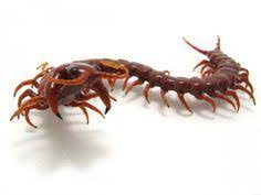 52 Ide Bertema Lipan Terbaik Arthropoda Serangga Kaki Seribu