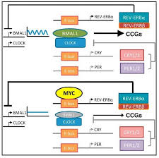 Cancer Never Rests Gene Implicated In Disease Disrupts