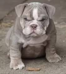Daily brushing is recommended to maintain a healthy coat and avoid any matting. How Do The Puppies Of A English Bulldog Pitbull Mix Look Like Quora