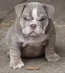 10 tacoma lab mix puppies. How Do The Puppies Of A English Bulldog Pitbull Mix Look Like Quora