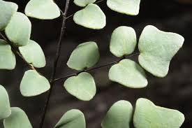 Image result for Pellaea doniana