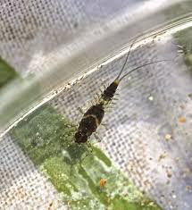 Image result for Microcoelia physophora