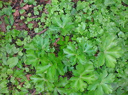 Image result for Sanicula