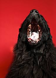 Would your dog eat you if you died? Get the facts. | National Geographic