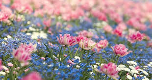 Look At The Birds Of The Air And The Flowers Of The Field Pink And Blue Wildflowers Love Flowers Pretty Flowers Flowers
