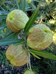 Image result for Gomphocarpus physocarpus