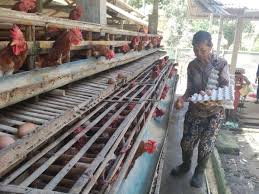 Maybe you would like to learn more about one of these? Harga Telur Ayam Di Bangli Merangkak Naik Jelang Akhir Tahun Media Pelangi