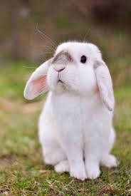 Lapin Bunnies Yavru Kopek Hayvan Kopek Turleri
