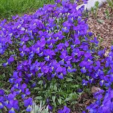 Image result for Viola