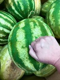 The more pollination the sweeter the watermelon. How To Pick A Watermelon The Gunny Sack