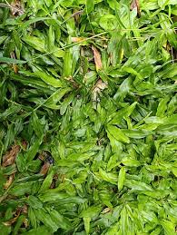 Image result for Axonopus