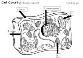 Dna coloring page luxury fun worksheets for kids briefencounters. Plant Cell Coloring And Label Worksheets Teaching Resources Tpt