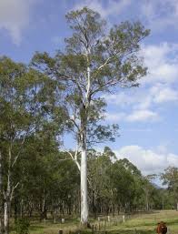 Image result for Eucalyptus tereticornis