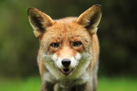 Waiting patiently for his chicken ....comes right up to window for me to  hand feed him...its so hard not to fall in love with him ❤️❤️
