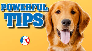 We did not find results for: My Dog Won T Listen To Me Anymore Solutions Youtube