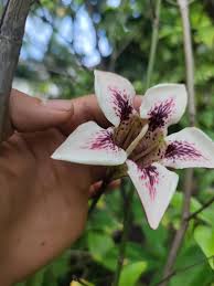 Image result for Rothmannia longiflora