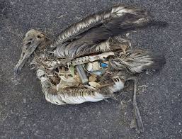 Pin By Paloma Del Valle On Issues Project Marine Debris Plastic Pollution Sea Birds