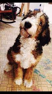 We did not find results for: Honey Creek Puppies Home