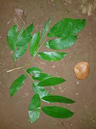 Image result for Crudia